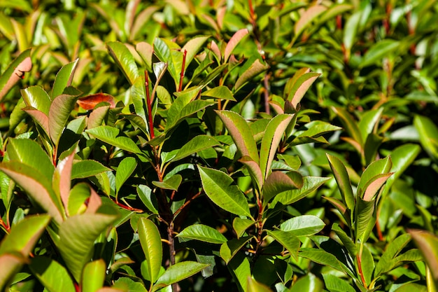 Photo se garer l'été. gros plan de haie verte. fond naturel.