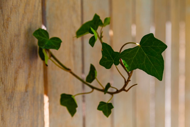 Se garer l'été. Le lierre pousse à travers un mur en bois. Fond naturel.