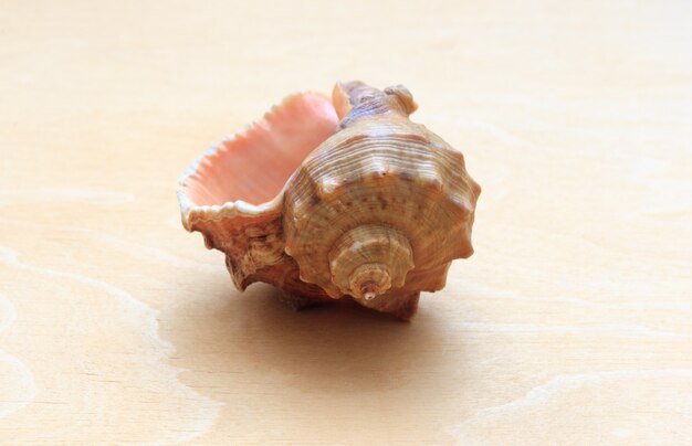 Sea ÃƒÂ ¢ ÃƒÂ‚Ã‚Â € ÃƒÂ‚Ã‚Â ‹ÃƒÂƒÂ ¢ ÃƒÂ‚Ã‚Â‚Ã‚Â € coquille sur un fond de bois