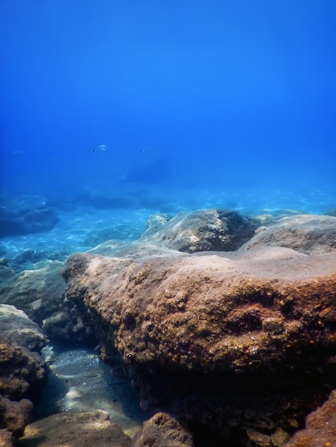 Sea Life Roches sous-marines Lumière du soleil, vie sous-marine.