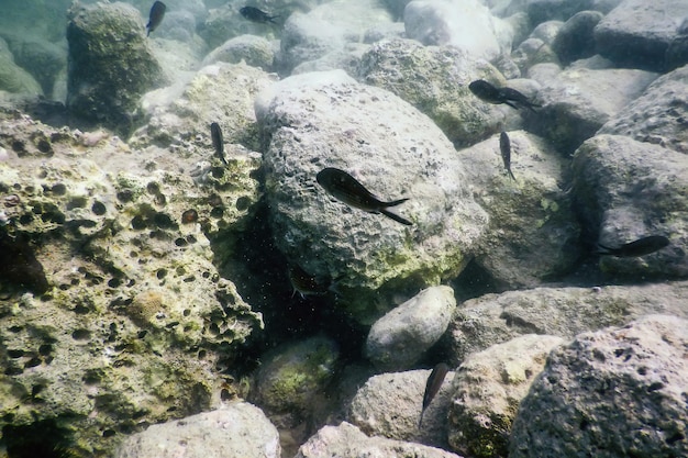 Sea Life Underwater Rocks Lumière du soleil, Vie sous-marine