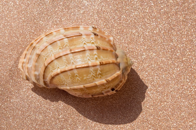 Sea Shell Macro