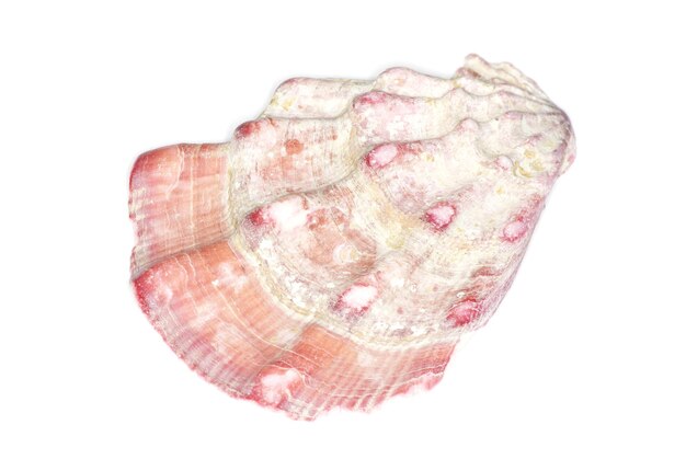 Sea Shell