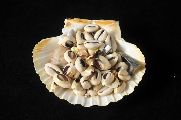 Sea Shell