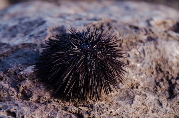 Sea Urchin