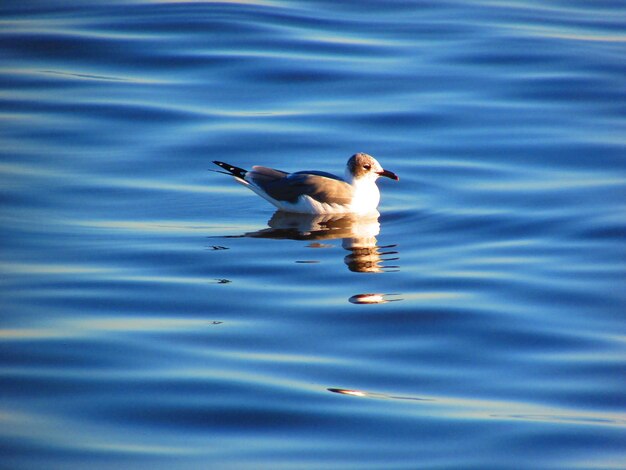 Photo seagul sur l'eau