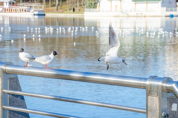 Seagull assis sur la rive de la rivière Svisloch à Minsk en Biélorussie