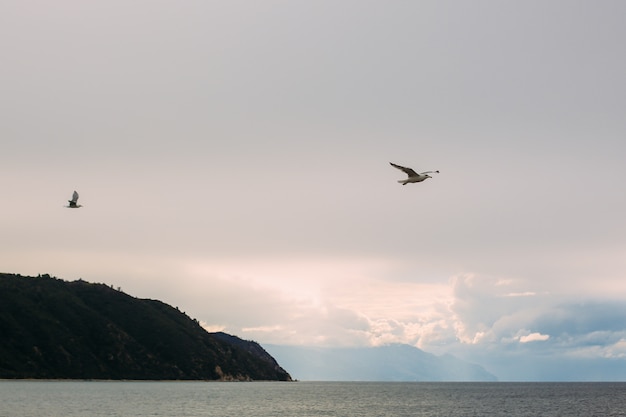 Seagull Blue Skye