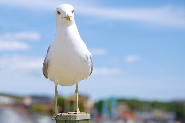 Seagull debout sur un poteau dans une journée ensoleillée
