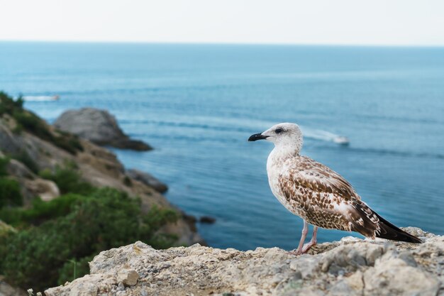 Seagull est assis sur un rocher contre la mer bleue. Oiseaux de la zone côtière de la mer Noire