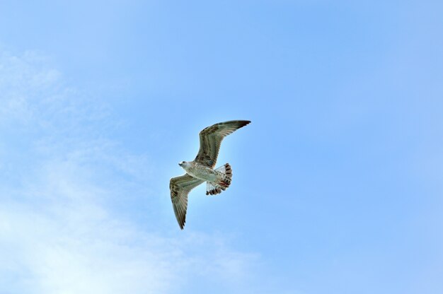 Seagull flottant dans un ciel sans nuages