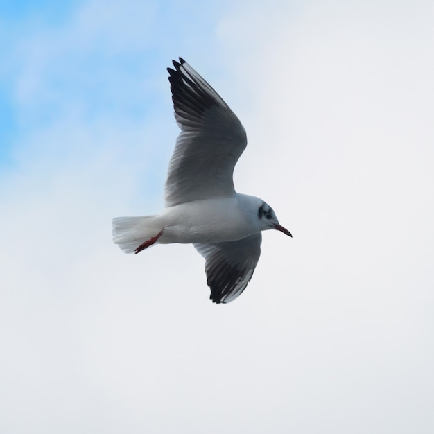 Seagull sur fond bleu.