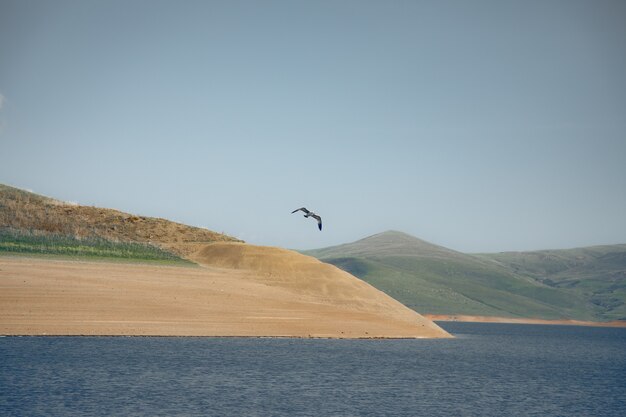 Seagull sur le lac bleu