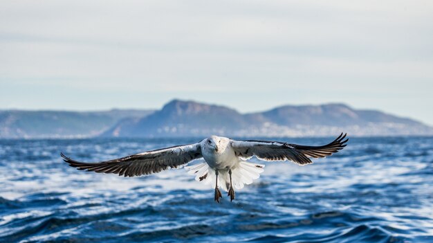 Seagull en vol contre le ciel bleu