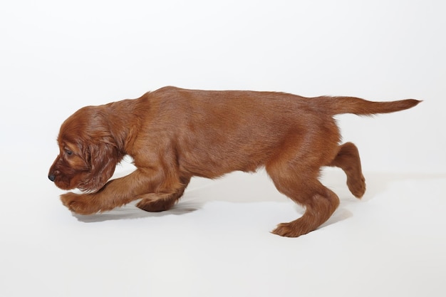 Séance photo de chiot setter irlandais adorable brun en studio sur fond blanc