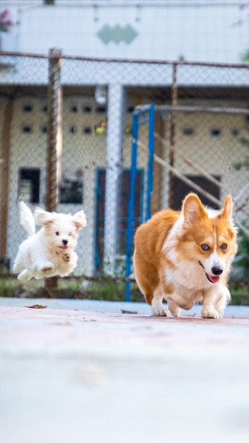 Une séance photo en plein air photographie d'animaux pembroke welsh corgi duveteux chien qui court sur le parc au soleil du matin