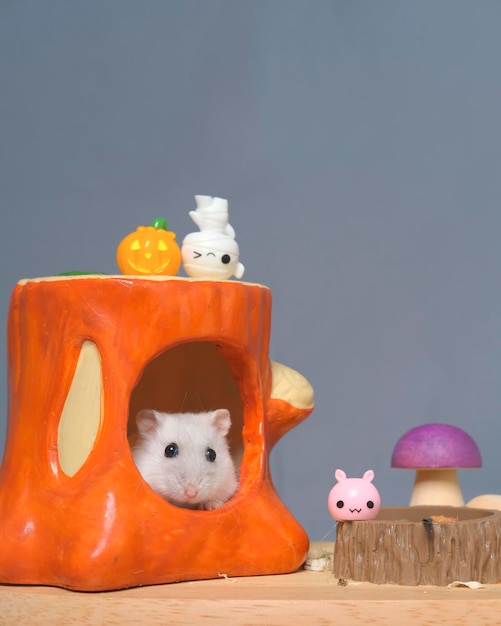 Séance photo en studio de hamster avec sa maison orange sur fond gris