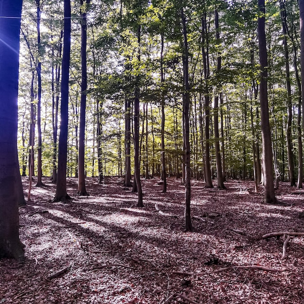 séances photo de la nature dans le nord de l'Allemagne en été