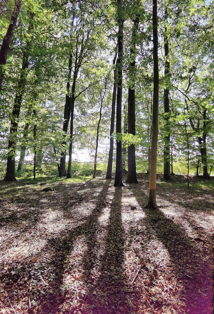 séances photo de la nature dans le nord de l'Allemagne en été