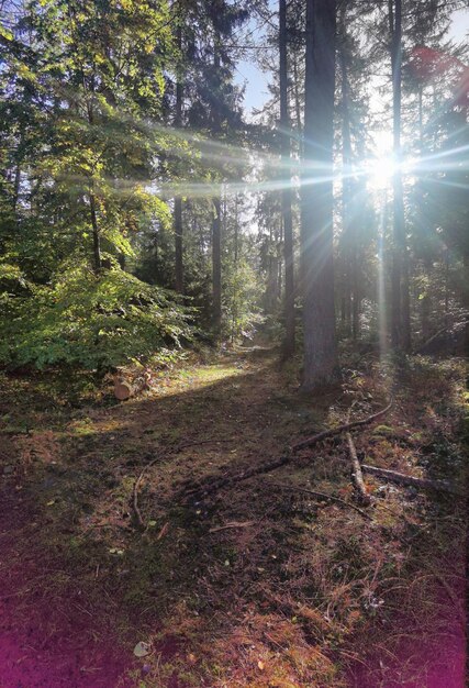 Séances photos d'automne dans le nord de l'Allemagne