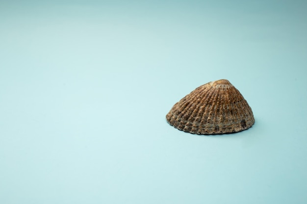 Seashell se trouve sur un fond bleu