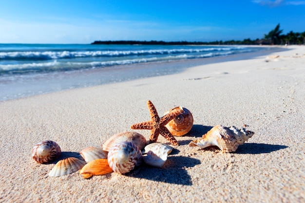 Seastar et crustacés sur une plage des Caraïbes