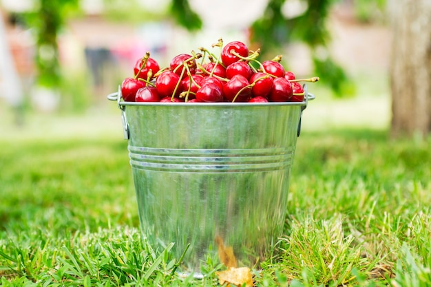 Seau de cerises fraîchement cueillies dans le jardin d'été