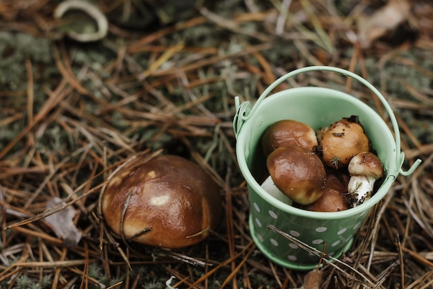 Un seau dans la forêt sur la mousse parmi les champignons le concept de protection de la nature