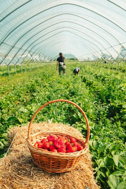 Seau avec ferme de fraises sur l'espace de copie de fond