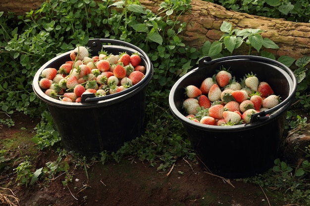 Seau de fraises fraîchement cueillies dans le jardin