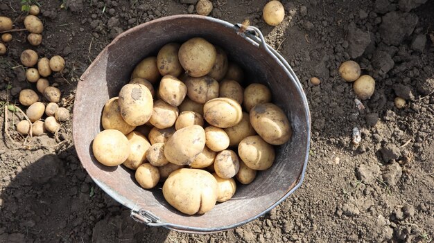 Seau de nouvelle récolte de pommes de terre dans la vue de dessus du jardin. Les jeunes pommes de terre primeurs sont ramassées par des mains féminines dans des seaux dans le jardin, la vie rurale du village.