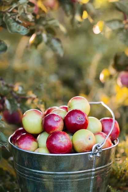 Seau plein de pommes mûres à la lumière du jour du jardin