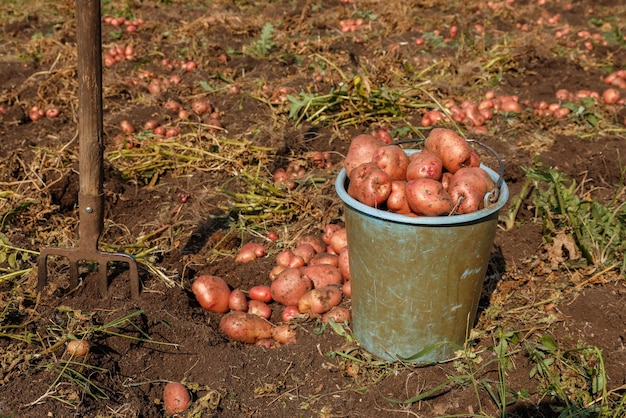 Seau plein de pommes de terre debout dans le champ Fourche qui sort du sol