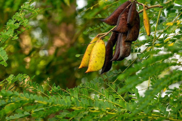 Secang Sappan arbre Caesalpinia sappan Graines de Linn