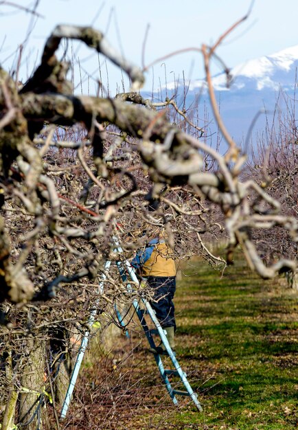 sécateur et échelle dans un verger de pommiers prêts à tailler les arbres fruitiers en hiver