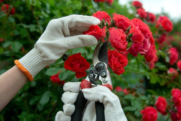 Sécateur d'outils de jardin dans les mains dans le contexte d'une floraison luxuriante de roses rouges