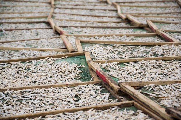 Séchage d'anchois pour la production de sauce de poisson à Mui Ne Vietnam