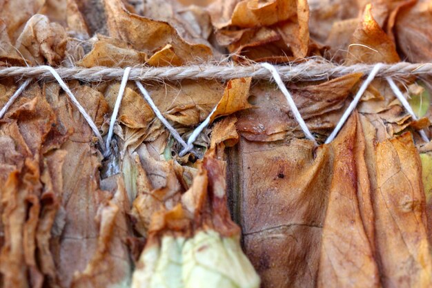 séchage des feuilles de tabac