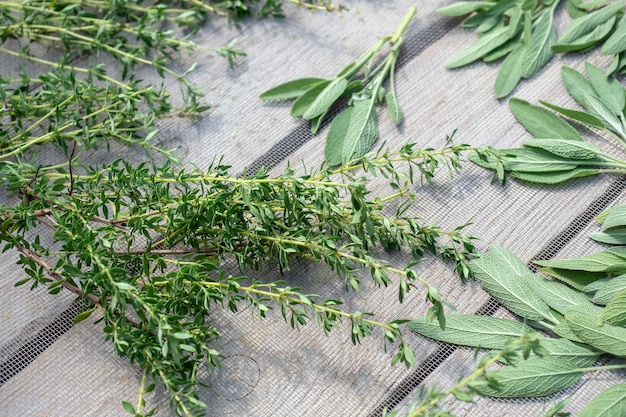 Séchage d'herbes fraîches et de verdure pour les épices sur fond de bureau en bois