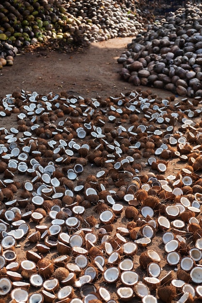 Séchage de la noix de coco au soleil.