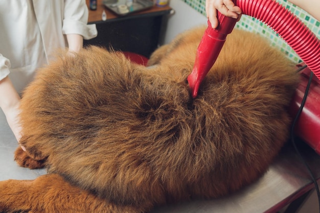 Séchage et peignage de la laine de chien dans un salon de toilettage toiletteur professionnel manipulez soigneusement avec tibétain
