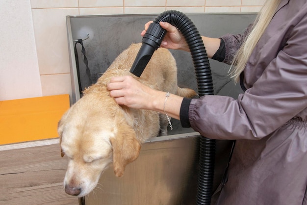 Sécher le chien avec un sèche-cheveux après le lavage.