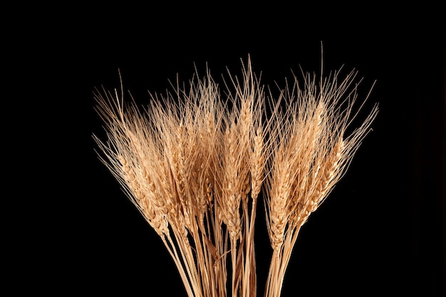 Sécher les épis de blé ou de seigle isolés. Couleur dorée naturelle de la plante.