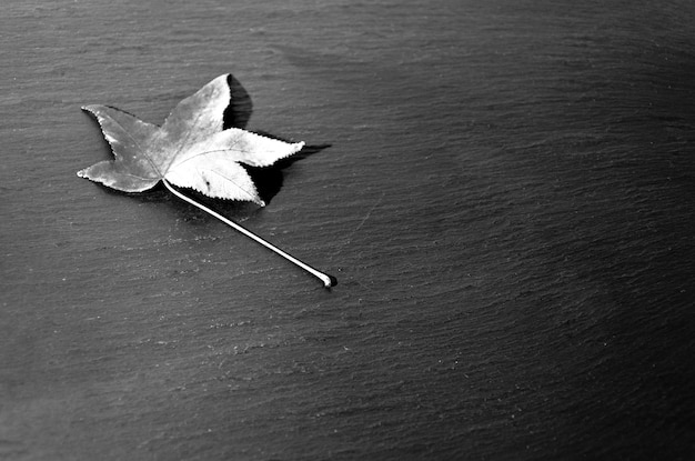 Sécher les feuilles tombées de l'arbre sur un fond sombre.