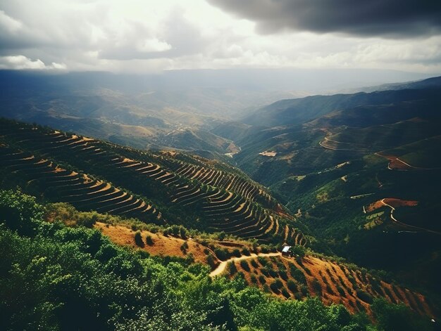 Sécheresse dans les plantations de café Le coût du café devrait augmenter