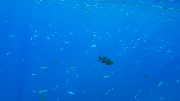 Sectateur de Kyphosus dans l'eau bleue de la mer rouge