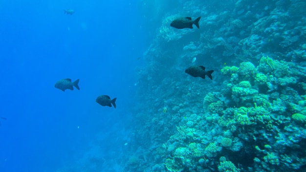 Sectateur De Kyphosus Dans L'eau Bleue De La Mer Rouge