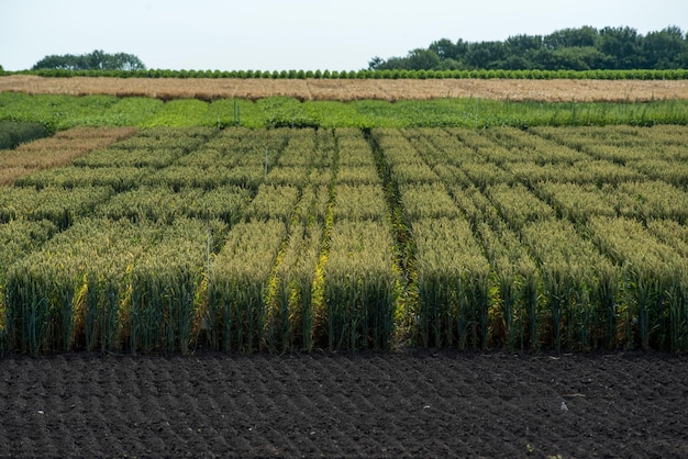 Photo secteurs des espèces céréalières des variétés de blé des terres labourées