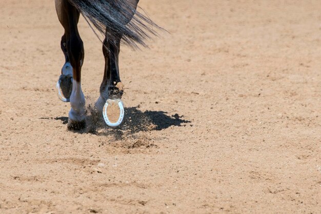 Section basse d'un cheval qui court sur une route de terre