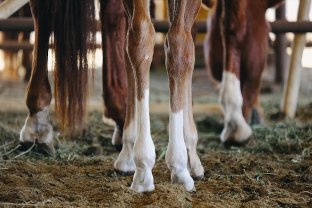 Section basse du cheval sur le terrain